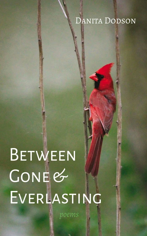 Cover of Between Gone and Everlasting